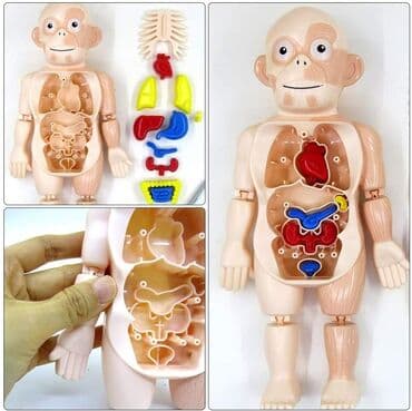 Cena 1300 din Ljudski torzo je lako sastaviti, detaljne, minijaturne na lalafo.rs Cena 1300 din Ljudski torzo je lako sastaviti, detaljne, minijaturne