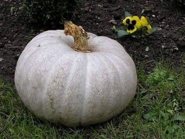 kalatea triostar cena: Bundeva Beli Dulek – Stara sorta Cena:500din/10 semenki Bundeva Beli — 1