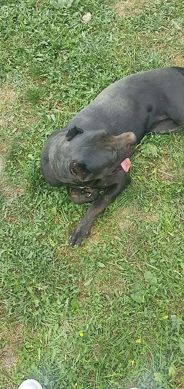 psi za udomljavanje beograd: Trazi se odgovoran vlasnik i ljubitelj rase Cane Corso sa uslovima za — 5
