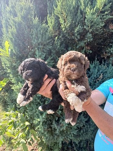 psi za tartufe: Mini Pudle stenci stari 2 meseca, odnegovani sa puno ljubavi — 2