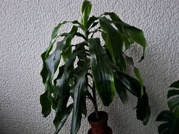 Palm Tree: Dracena Dorado, Drvo Zivota, velika, raskosna biljka, jednostavna za — 1