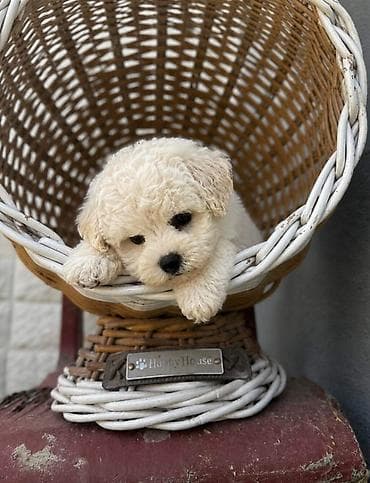 stenci labradora: Bichon Frise štenci U ponudi prelepi, umiljati i razigrani štenci rase — 8