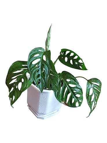 biljka adam zuti listovi: Monstera adansonii (švajcarski sir biljka) u saksiji - Ukrasna sobna — 2