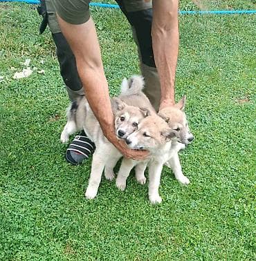 animal: Zapadnosibirska lajka štenci Na prodaju štenci ZAPADNOSIBIRSKE LAJKE — 2