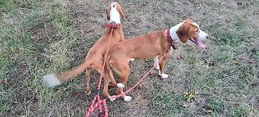 Posavke na prodaju, stare godinu dana. Vodjene u gater i lov, dobri