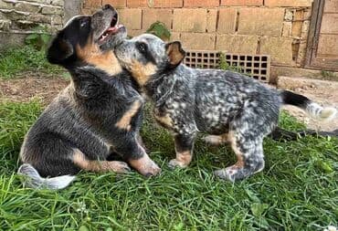 na prodaju mastiff: Na prodaju štenci (MUŽJAK I ŽENKA) Australijskog Govedara, jedne od — 3