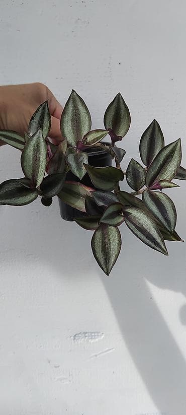 oglasi za prodaju stvari: Tradescantia zebrina (vodopadna zebrina) – viseća sobna biljka u — 1