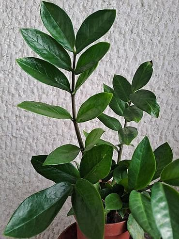 Zamija, Palma, Chlorophytum, velike biljke, jednostavne za odrzavanje