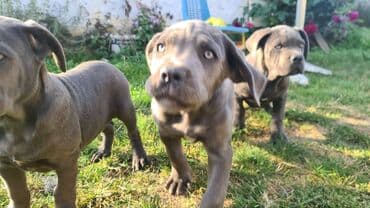 Psi: Prodajemo štence CANE CORSO vhunskog izložbenog kvaliteta sa — 11