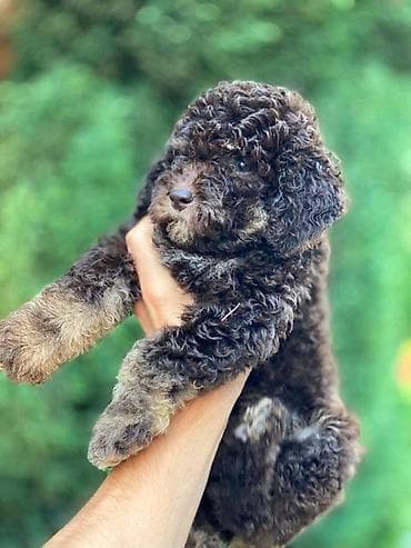 psi za lov: Lagoto Romanjolo štenci Dostupno novo leglo pasa rase LAGOTTO — 4