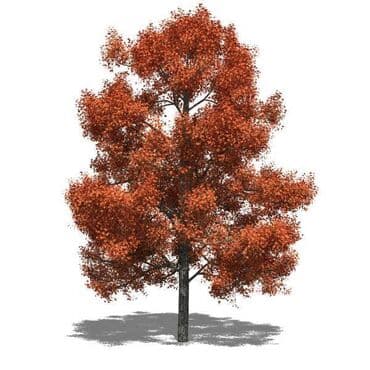 Sušilice: Javor – Liquidambar styraciflua (slatki gumijevac) – sadnice - — 2