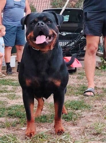 Psi: Rotvajler, vrhunski štenci U ponudi vrhunsko leglo rase Rottweiler — 7