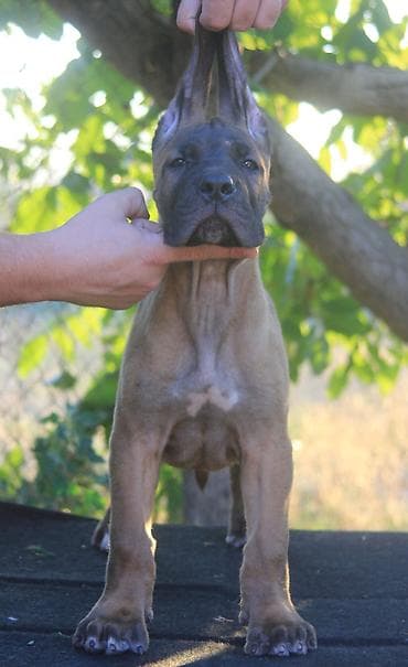 Dogs: Cane Corso štenci U ponudi veoma perspektivni štenci iz različitih — 7