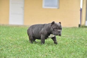mali psi za udomljavanje: Dostupni stenci american bully Starosti 4 meseca Primili sve vakcine — 3