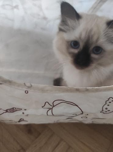 poklanjam mace: Ragdoll mačići – blue point rođeni 02.04. - Prelepi ragdoll mačići sa — 5