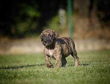 feisty pets: Na prodaju stenci Presa Canario izuzetnih krvnih linija, sa ozbiljnim — 5