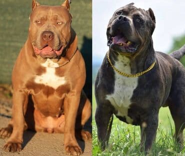mini psi za stan: Plavi XL americki bully na prodaju Rodjen 08.03.2023., kupiranih — 11