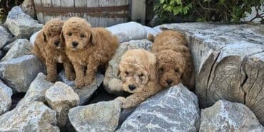 stenci na poklon beograd: Maltipoo štenci MALTIPOO štenci izuzetnog kvaliteta i izgleda, veoma — 1