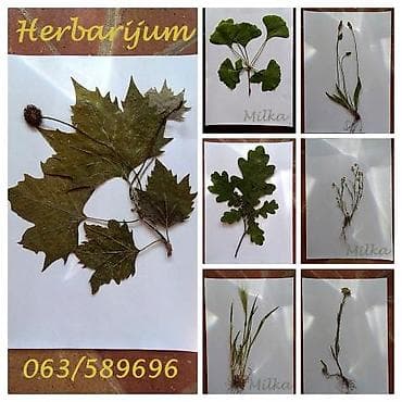 batajnica slike: Herbarijumi-NOVO Ispresovane nove nekorištene determinisane biljke za — 9