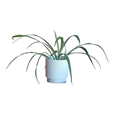 sobna vrata ruma: Sobna biljka Chlorophytum comosum u modernoj saksiji - Vrsta — 1