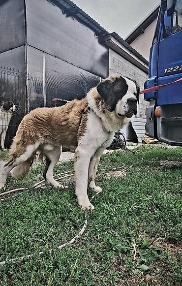cane corso crni: Bernardinac – odrasli mužjak - Rasa: Bernardinac (veliki planinski — 1
