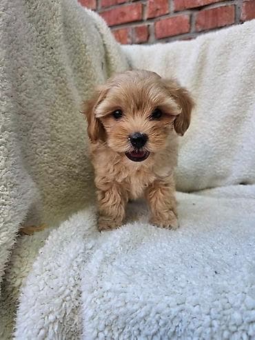 mini maltezer prodaja: Maltipoo stenci spremni su za preuzimanje. Mama je maltezer malog — 1