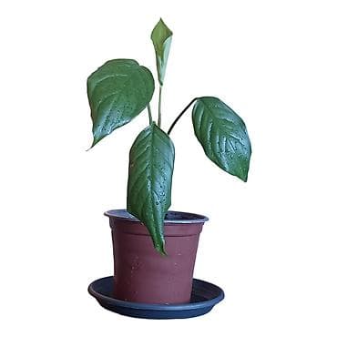 modle za sladoled: Aglaonema modestum u saksiji fi 13cm - Visina biljke približno 30 cm — 2