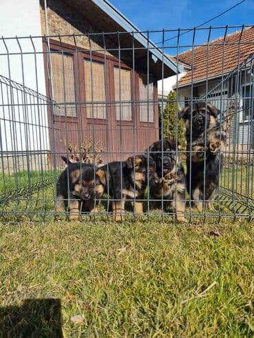 Životinje: Odgajivacnica Nemackih Ovcara Winner Line iz Kraljeva predstavlja — 17