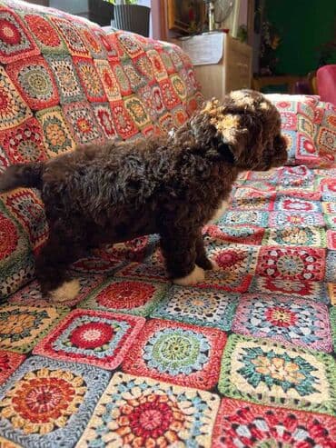 golubovi kupujem prodajem 2 strana: Nasa odgajivacnica lagotto romagnolo pasa A GANG OF LAGOTTA FCI 7244 — 22