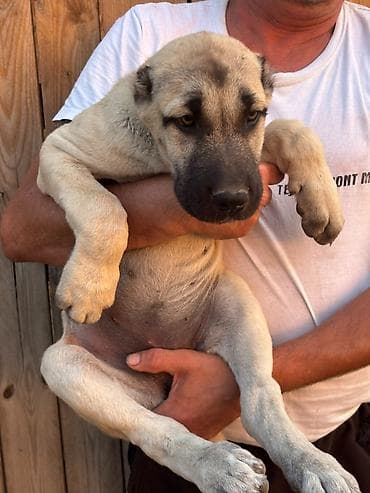 labrador retriver crni: Na prodaju stenci Kangala ostenjeni 26.05.2026, ocisceni od parazita i — 3