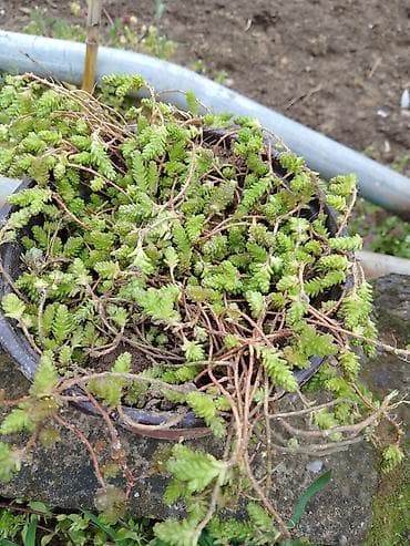 fotelje za terasu: Sukulenti u saksijama – više vrsta - Sedum (različite sorte) — 7