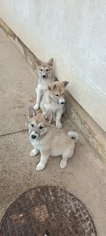animal: Zapadnosibirska lajka štenci Na prodaju štenci ZAPADNOSIBIRSKE LAJKE — 1