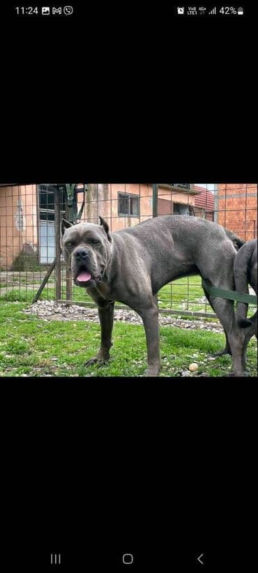Psi: Prodajemo štence CANE CORSO vhunskog izložbenog kvaliteta sa — 20