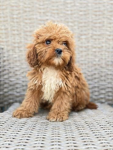 crvene pudle cena: Cavapoo-Kavapu (cavalier king charles spaniel + pudla) Cavapoo, u — 3