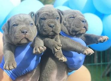 kućice za pse beograd: Cane Corso štenci U ponudi veoma perspektivni štenci iz različitih — 2