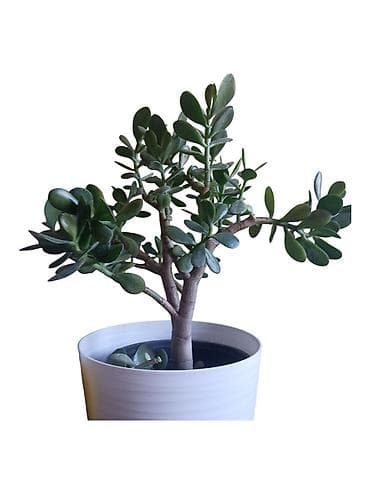 fikus sareni: Sukulenta “Drvo novca” (Crassula ovata) u dekorativnoj saksiji, visina — 2