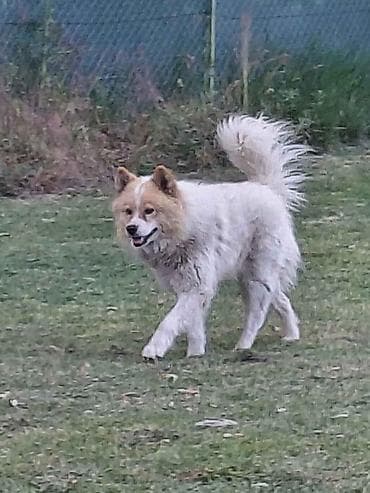 Poklon - Mešanac akita inu i samojeda, star 2 godine, trazi svoj
