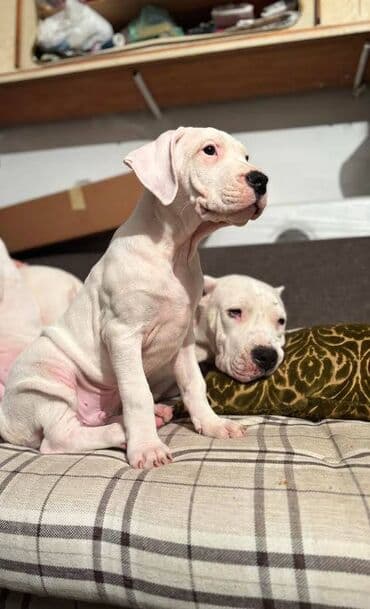 stenci samojeda: Dogo Argentino Prodajem štence DOGO ARGENTINO, oštenjeni 23.10.25. U — 5