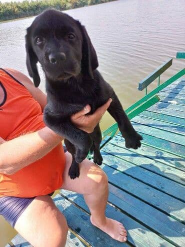 pudlice na prodaju: Labrador štenci na prodaju u crnoj boji, oba pola u ponudi. Štenci su — 6