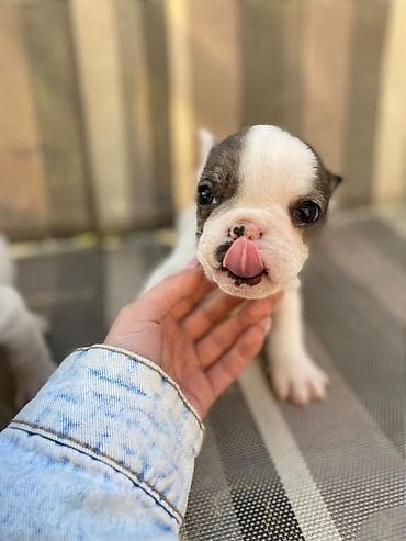 mali psi za stan cena: 🔥 TOP FRANCUSKI BULDOG ŠTENCI 🔥 Na prodaju vrhunski štenci francuskog — 6