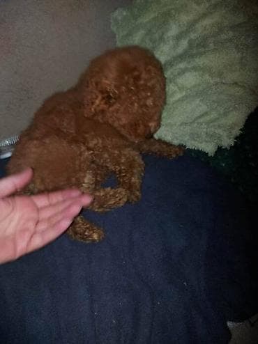 engleski buldog crni: Štenci toy crvene pudle Štenci toy crvene pudle, vakcinisani i — 2
