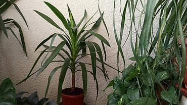 forma ideale spavace sobe akcije: Yucca, Drvo Života, 140 centimetara visina, dva stabla iz saksije sa — 2