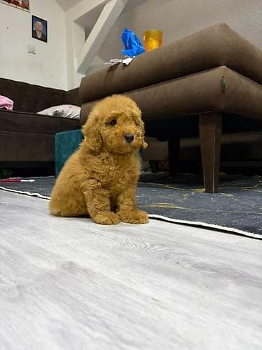 dog sel: U ponudi musko štene pudle, odgajano u kućnim uslovima uz nadzor — 2