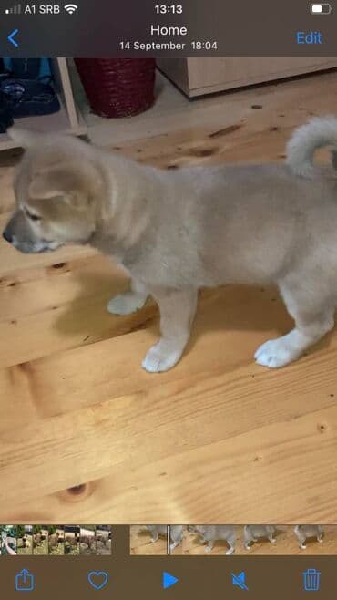 Životinje: Shiba inu stenci na prodaju, muskog i zenskog pola, crvene boje — 3