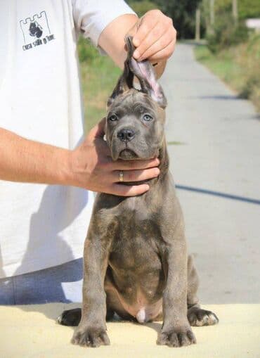 Psi: Cane Corso štenci dostupni za rezervaciju! U ponudi imamo tri — 8