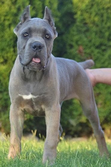 sivi psi: Cane Corso, vrhunski štenci Nasa odgajivačnica Vam nudi štence Kane — 7