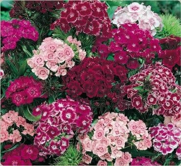 Turski karanfil seme mix
Pakovanje 0.5gr
Cena:550din na lalafo.rs Turski karanfil seme mix
Pakovanje 0.5gr
Cena:550din