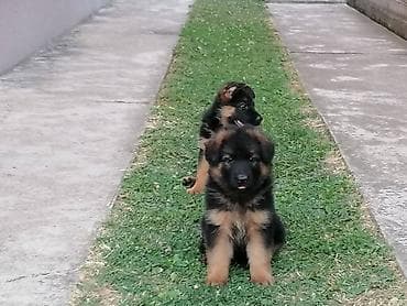 pudle: Nemački ovčar, ženski štenci Na prodaju dve ženke Nemačkog ovčara — 3