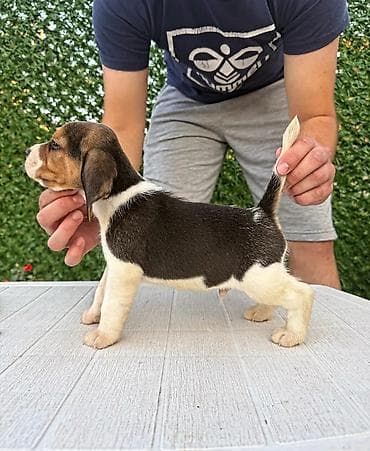 privezak na engleskom: ŠTENCI BIGLA – The Lovely Dogs Pogledajte vrhunski kvalitet naših — 3