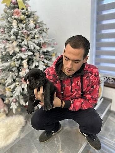 Presa canario stenci vrhunskog kvaliteta i porekla registrovana